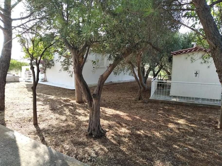 White Villa In Olive Trees And Seaview To Panagia Almiropótamos Zewnętrze zdjęcie