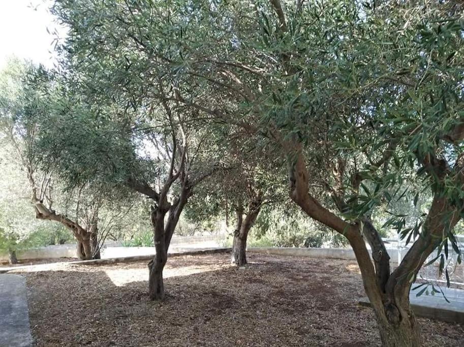 White Villa In Olive Trees And Seaview To Panagia Almiropótamos Zewnętrze zdjęcie