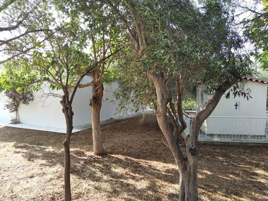 White Villa In Olive Trees And Seaview To Panagia Almiropótamos Zewnętrze zdjęcie
